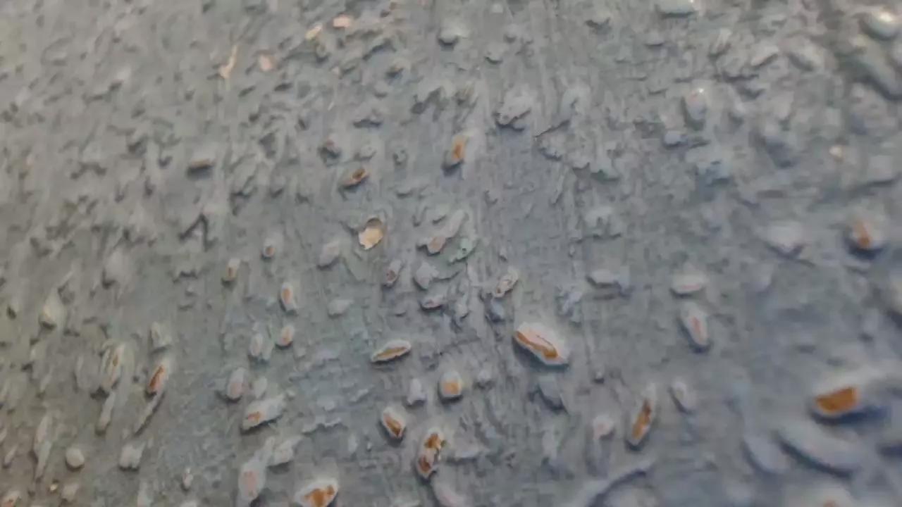 Offline cumdock4u on Cam4