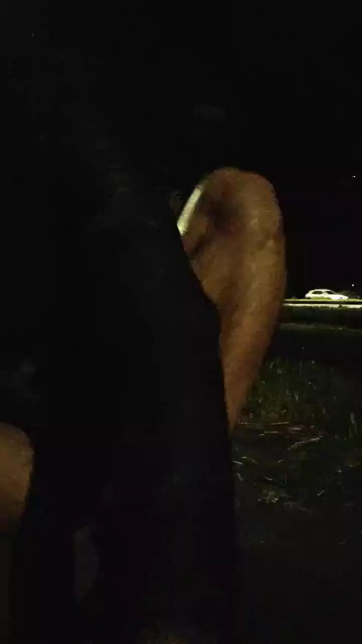 Granbig989 on Cam4 