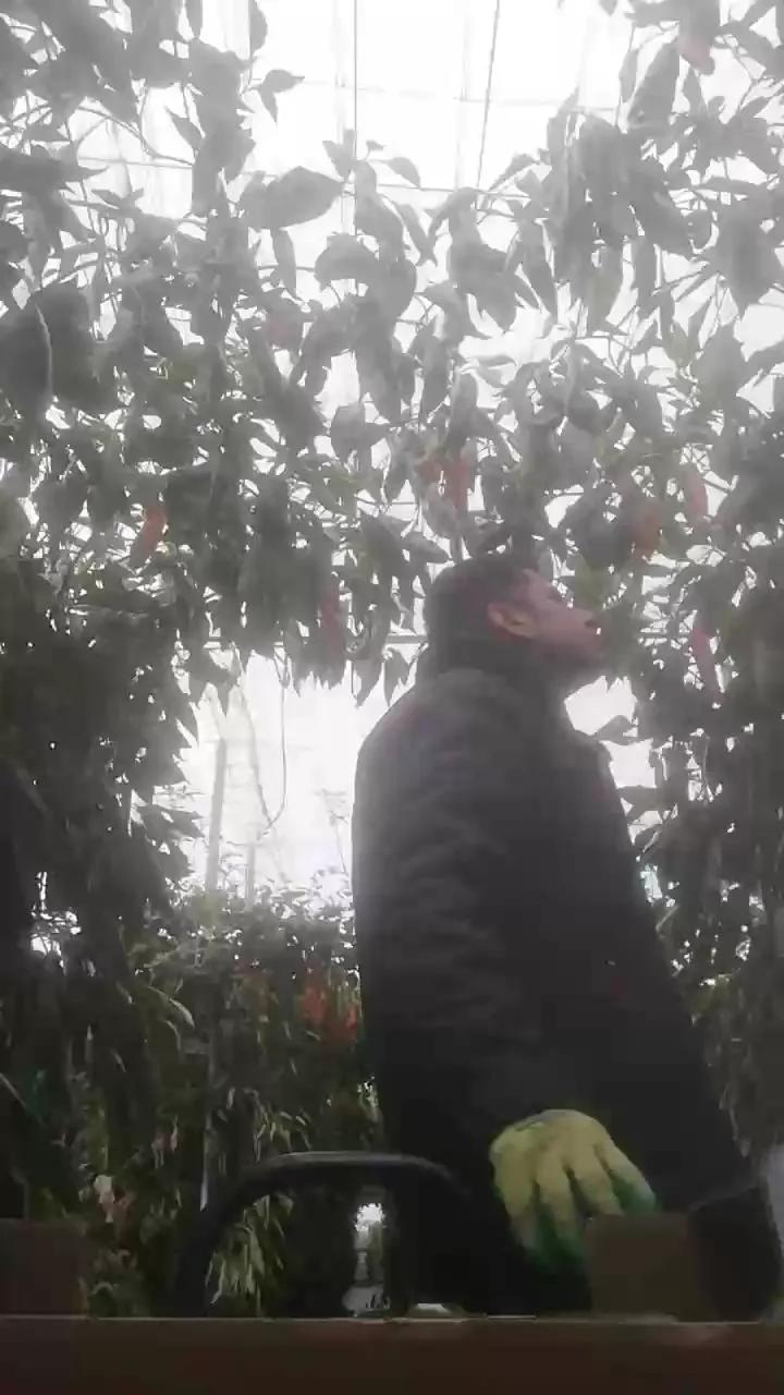 Machotexx_26 on Cam4 