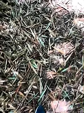 Discover StripChat's Blanco2023 Blanco2023 from StripChat