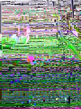 Freechat SSSATIVA_model on StripChat